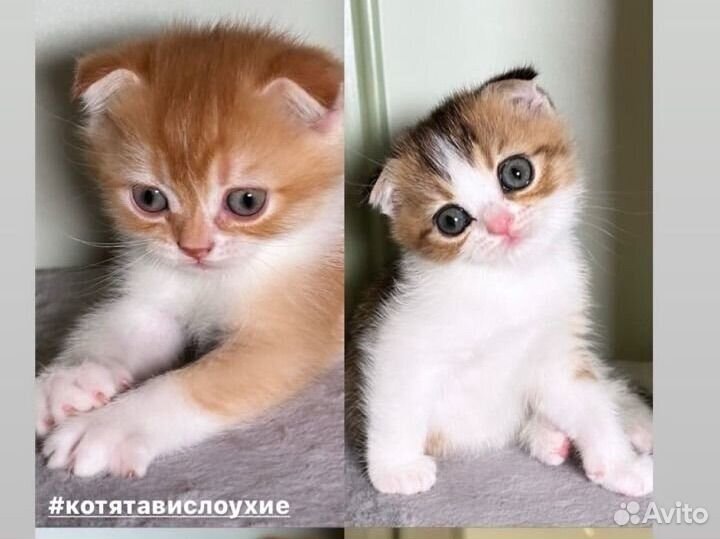 Котята Шотландские