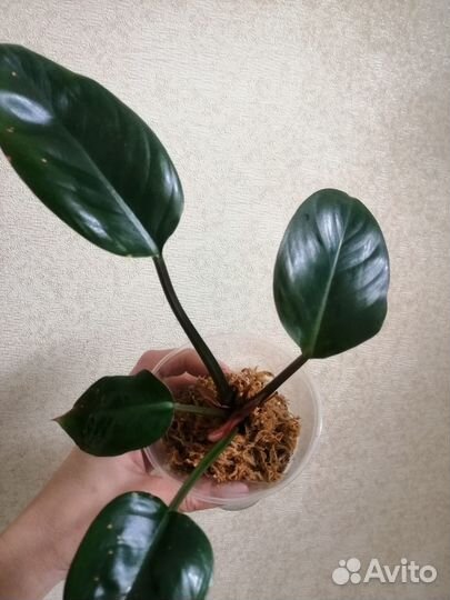 Монстера siltepecana mini, филодендрон
