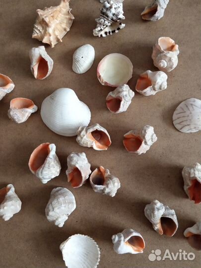 Ракушки рапаны морские