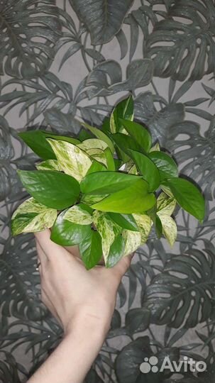 Сциндапсус марбл квин (Эпипремнум)