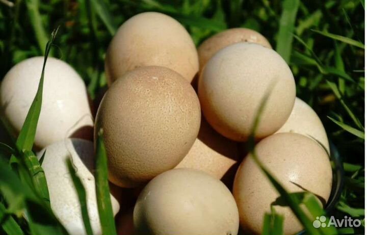 Яйцо цесарки