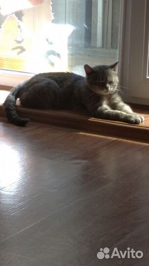 Котик в поисках счастья