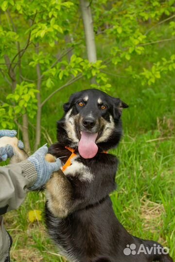 Собака в добрые руки