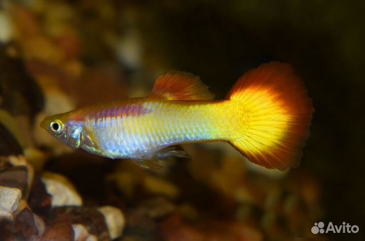 Гуппи Закат Сансет (Guppy Sunset) самцы