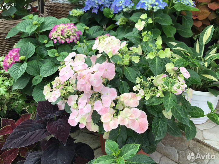 Гортензия крупнолистная