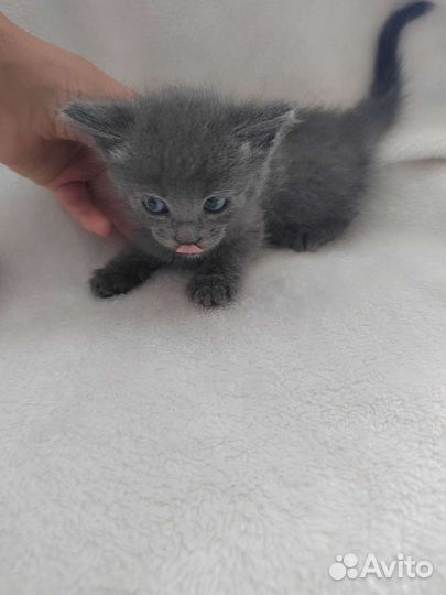 Американский керл котята