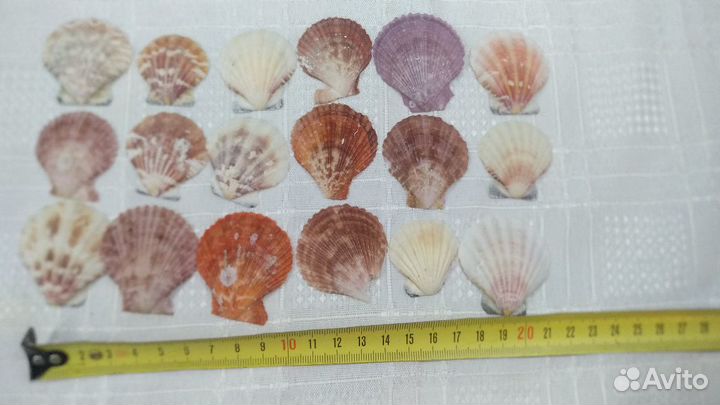 Створки морского гребешка, ракушки, морская звезда