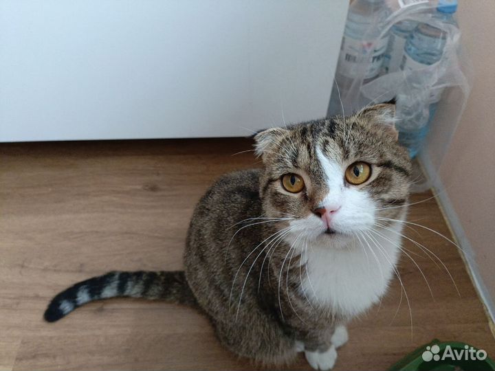 Кот в добрые руки