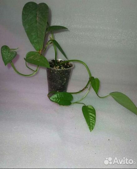 Сцындапсусы разные от 11.08.23г