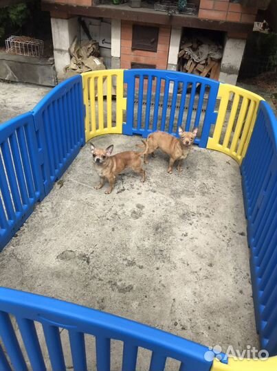 Чихуахуа мальчик и компания