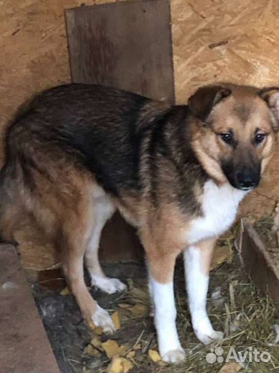 Собаки бесплатно в добрые руки