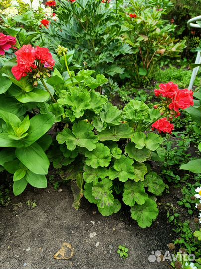 Пеларгония Highfield's Charisma