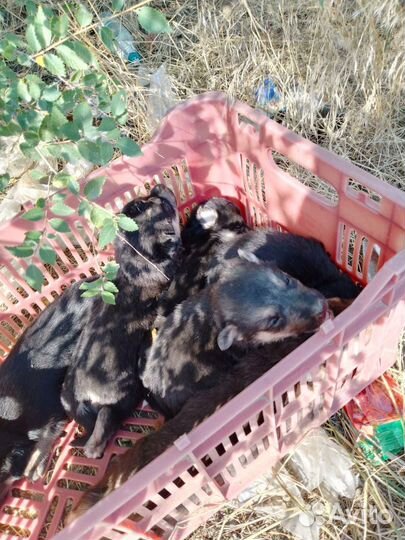 Спасите Щенков