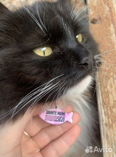 Адресники для питомцев собак кошек