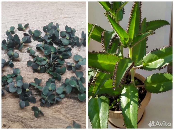 Каланхоэ лечебное