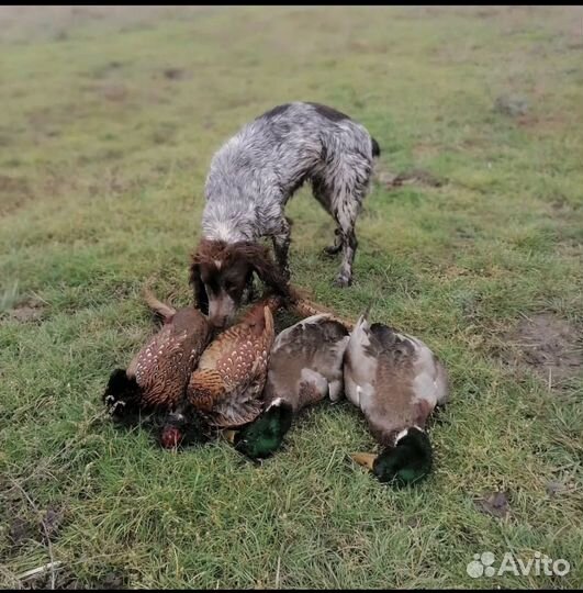 Щенки русского охотничего спаниеля