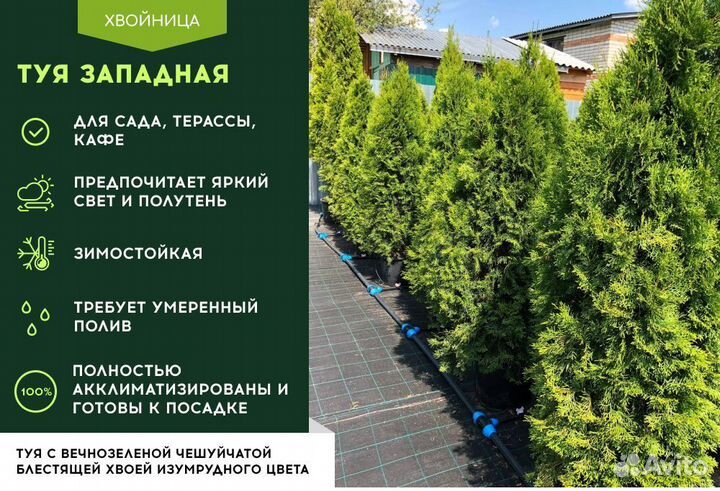 Туя Брабант с посадкой