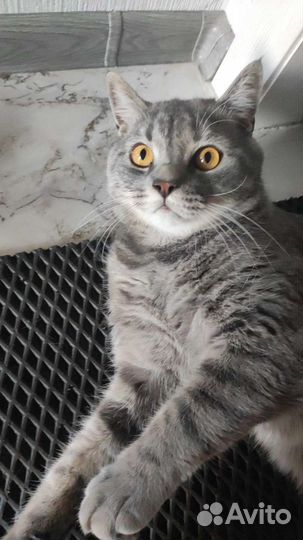 Майн-кун с Британцем