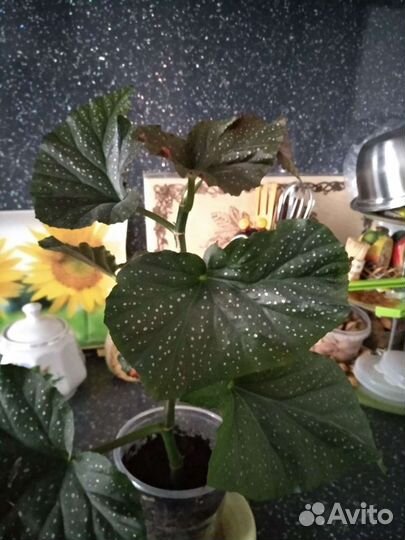 Бегония коралловая