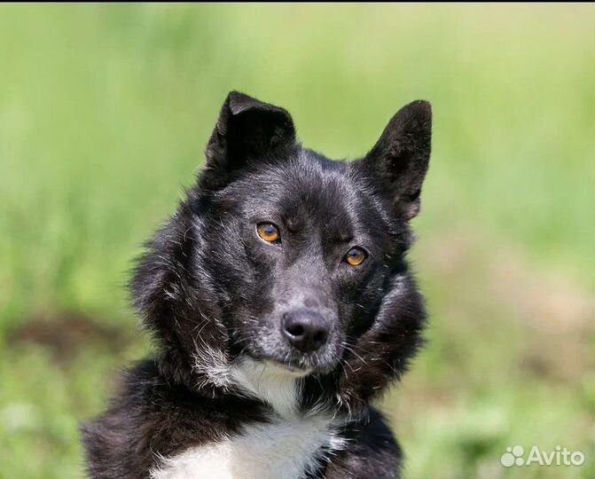 Чудесная улыбака в добрые руки