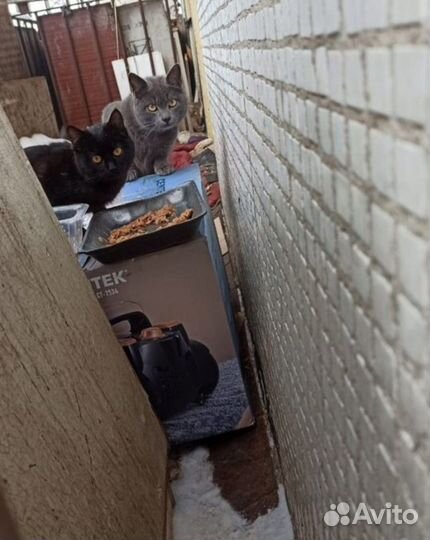Коты в добрые руки