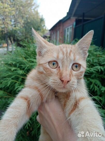 Кот очень умный