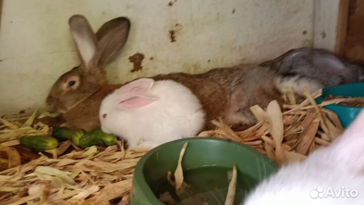 Кролики великаны