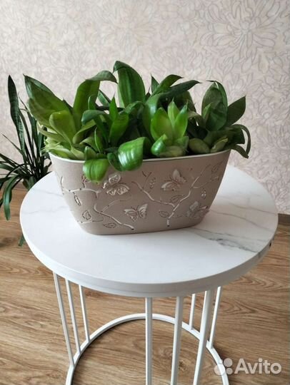 Сансевиерия, щучий хвост