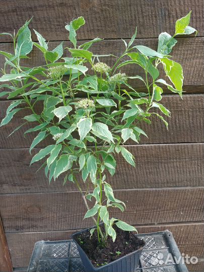 Дерен пестролистный саженцы