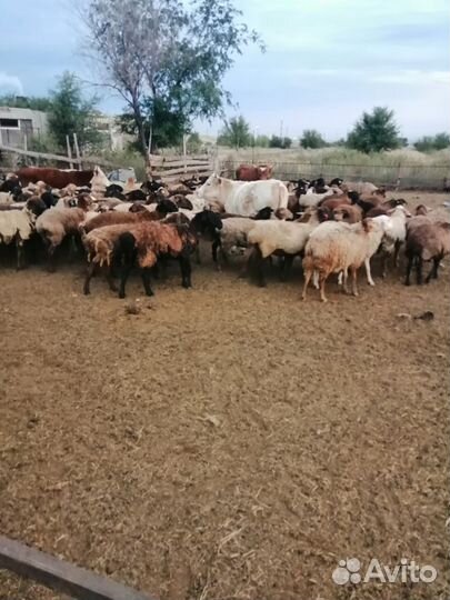 Овцы бараны