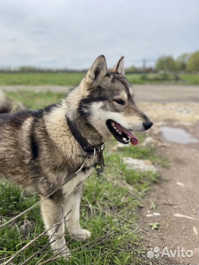 Метис хаски