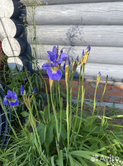 Многолетние садовые цветы