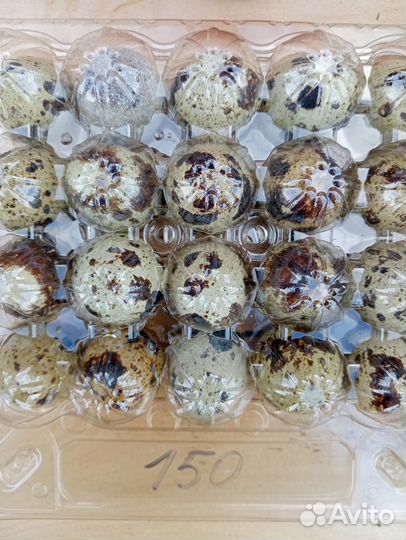 Яицо перепелинное