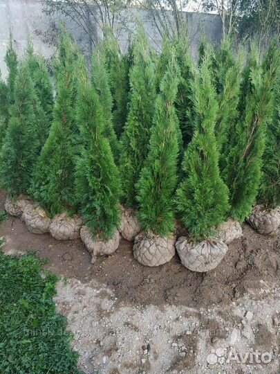 Туи Смарагд и Брабант напрямую без посредников