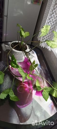 Комнатные цветы