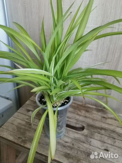 Хлорофитум