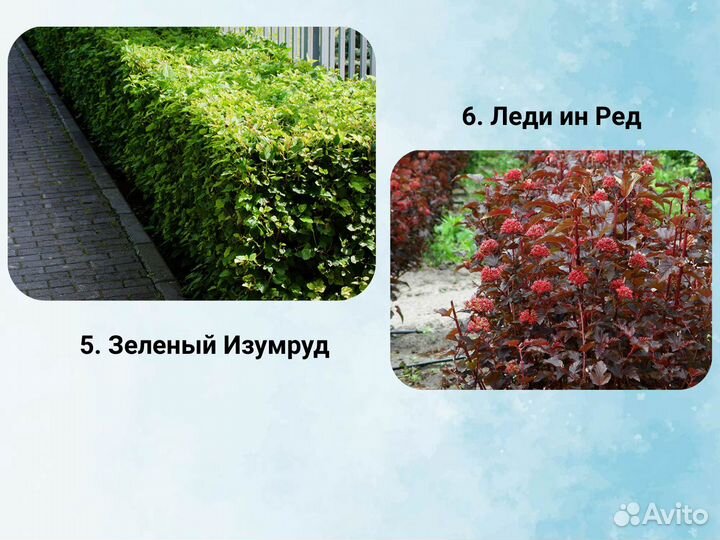 Саженцы пузыреплодника, пузыреплодник