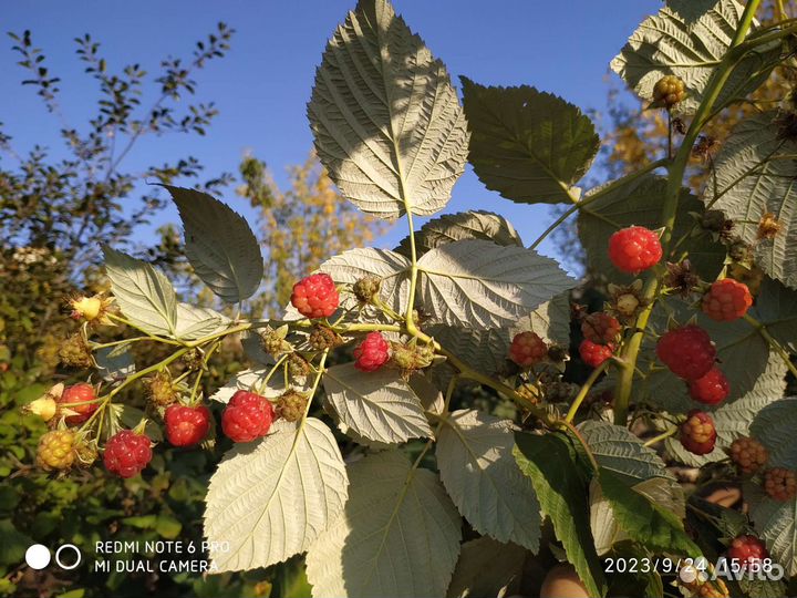 Ремонтантная малина