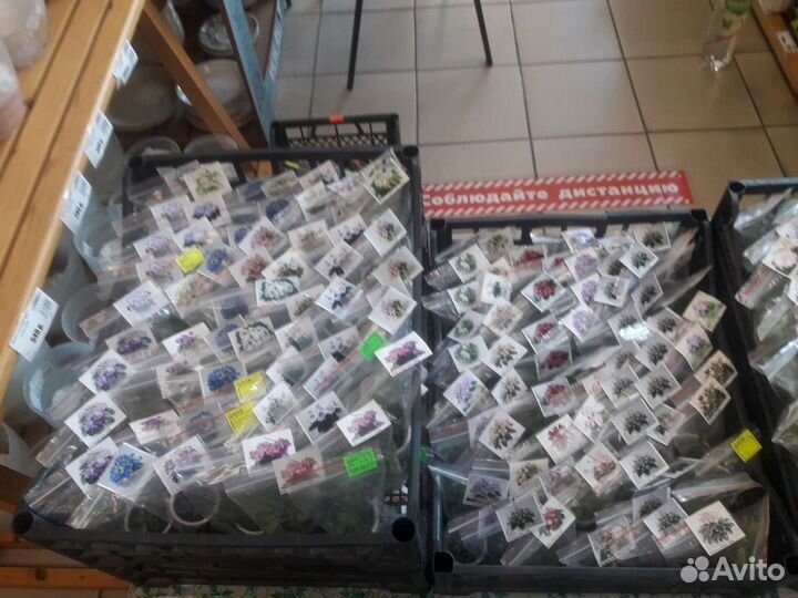 Детки сортовых фиалок