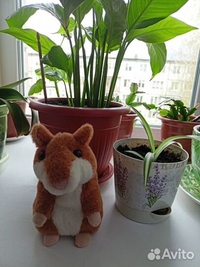 Хомяк говорящий