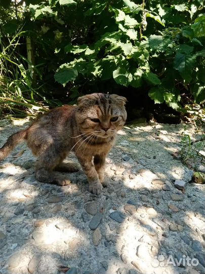 Шотландский вислоухий кот 2 г бронь