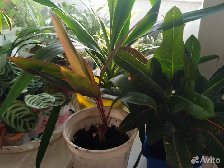 Комнатные растения