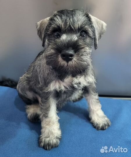 Цвергшнауцер щенки