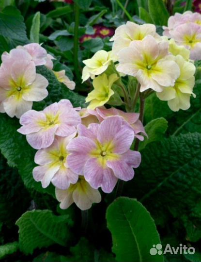 Многолетние садовые цветы