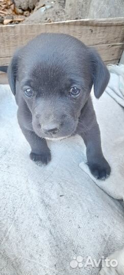 Два щенка мальчики в добрые руки