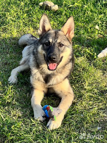 Роскошный щенок овчарки в дар