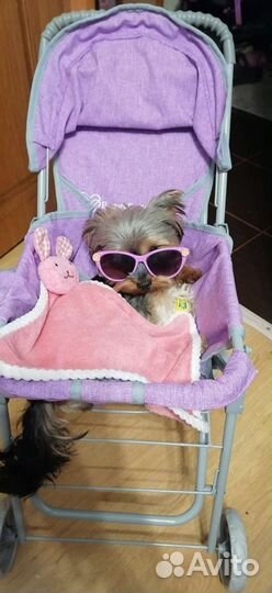 Мини йорк вязка