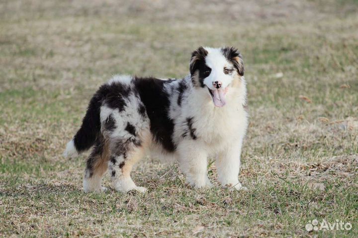 Девочка аусси