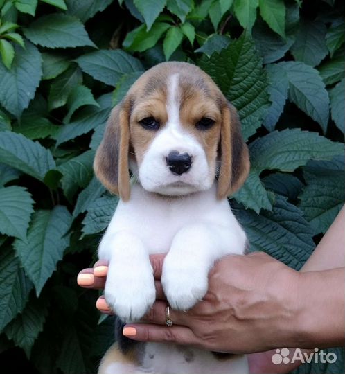 Щенки бигль