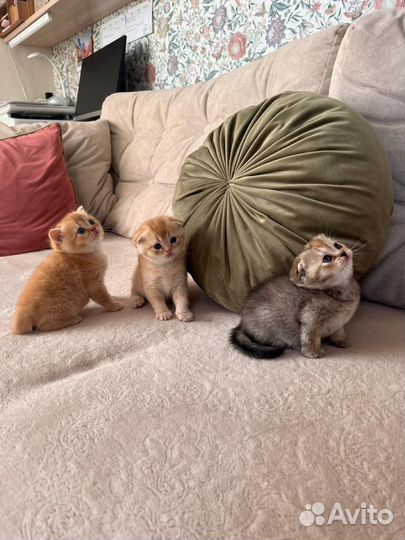 Шотландские вислоухие котята рыжие